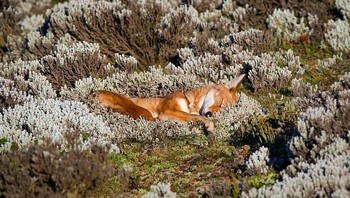 Nyenyak dan damai banget bobonya. Foto: via Bored Panda
