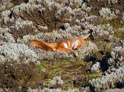 Foto-foto Lucu Hewan yang Bikin Gemas