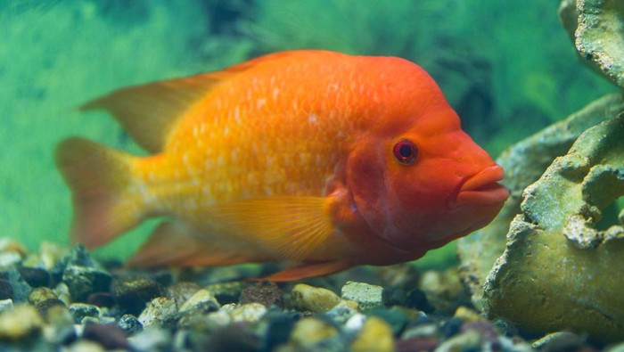 ikan red devil