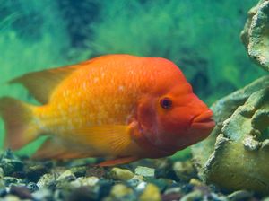 5 Fakta Ikan Red Devil yang Dilarang Keberadaannya di Indonesia