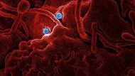 10 Foto Virus Jahat yang Dipotret Mikroskop, Bikin Terperangah