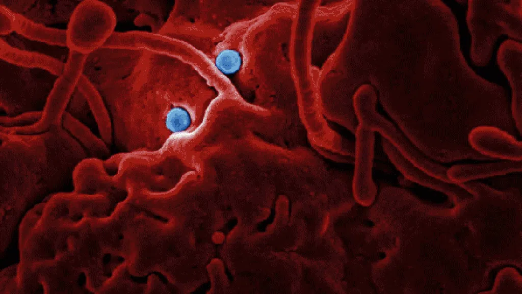 10 Foto Virus Jahat yang Dipotret Mikroskop, Bikin Terperangah