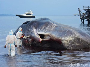 6 Dokter Hewan Unair Bedah Bangkai Paus Sperma di Banyuwangi