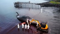 Alat berat juga dikerahkan untuk mengevakuasi puas dengan nama latin physeter macrocephalus tersebut.