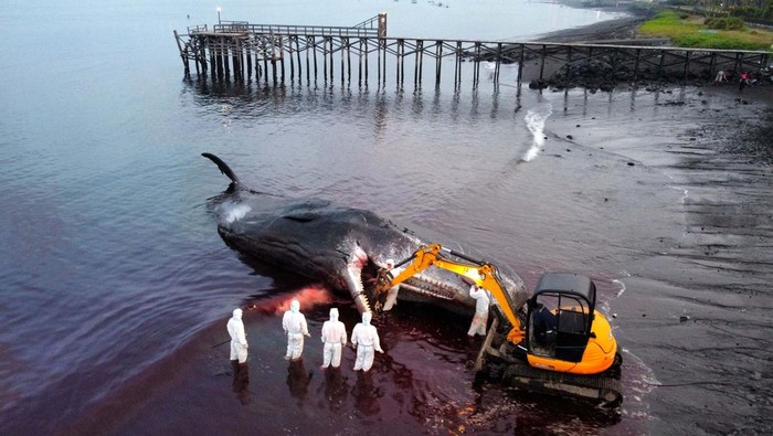 Foto udara proses evakuasi seekor Paus Sperma (physeter macrocephalus) yang mati terdampar di Pantai Warudoyong, Bulusan, Banyuwangi, Jawa Timur, Selasa (2/8/2022). Hingga saat ini petugas masih kesulitan mengevakuasi bangkai Paus Sperma sepanjang 16,5 meter itu karena keterbatasan alat. ANTARA FOTO/Budi Candra Setya/nym.