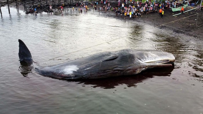 Foto udara proses evakuasi seekor Paus Sperma (physeter macrocephalus) yang mati terdampar di Pantai Warudoyong, Bulusan, Banyuwangi, Jawa Timur, Selasa (2/8/2022). Hingga saat ini petugas masih kesulitan mengevakuasi bangkai Paus Sperma sepanjang 16,5 meter itu karena keterbatasan alat. ANTARA FOTO/Budi Candra Setya/nym.