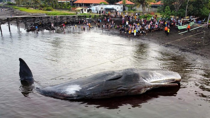 Seekor paus terdampar di Banyuwangi, Jawa Timur. Namun, paus tersebut kini telah mati setelah terdampar di pinggiran pantai. Cek informasi lengkapnya di sini.