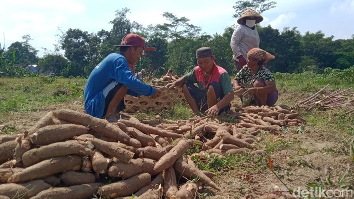 Petani Desa Blimbing, memanen ketela pohon yang diserang uret, Rabu (3/8/2022).