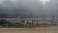 Seekor anjing berjalan melewati asap. Lanskap kota terlihat dipenuhi asap tebal.