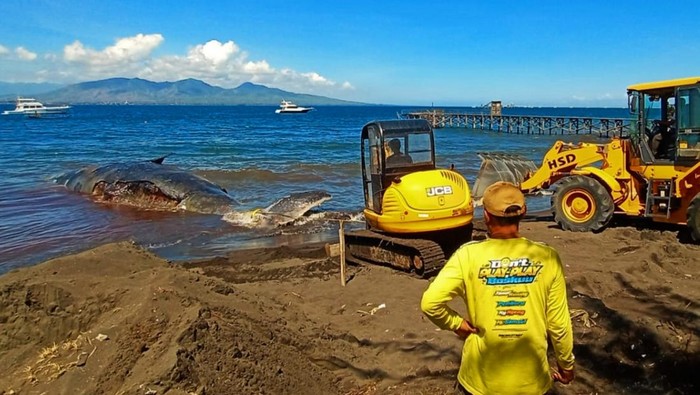 3 Alat Berat Dikerahkan untuk Evakuasi Bangkai Paus yang Terdampar di Banyuwangi