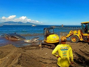 3 Alat Berat Dikerahkan Evakuasi Bangkai Paus yang Terdampar di Banyuwangi