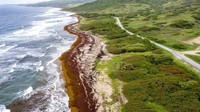 Foto udara ini menjelaskan bagaimana rumput laut memenuhi garis pantai di tempat itu. Para ahli pertama kali mencatat sargassum dalam jumlah besar di Laut Karibia pada tahun 2011, dan masalah ini telah terjadi hampir setiap tahun sejak saat itu. (AP/Kofi Jones)