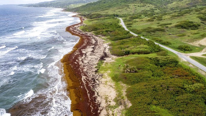 Bencana Rumput Laut 'Mencekik' Pantai Karibia Lakes Beach is covered in sargassum in St. Andrew along the east coast of Barbados, Wednesday, July 27, 2022. A record amount of seaweed is smothering Caribbean coasts from Puerto Rico to Barbados as tons of brown algae kill wildlife, choke the tourism industry and release toxic gases. (AP Photo/Kofi Jones)