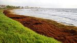 Pantai Ini Dipenuhi Rumput Laut dan Mencekik Karibia