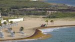 Pantai Ini Dipenuhi Rumput Laut dan Mencekik Karibia