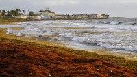 Rumput laut menutupi pantai Atlantik di Frigate Bay, St. Kitts dan Nevis, Rabu, (3/8/2022). Jumlah rumput laut yang menutupi pantai Karibia dari Puerto Rico hingga Barbados mencetak rekor.