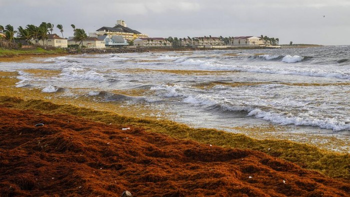 Seaweed covers the Atlantic shore in Frigate Bay, St. Kitts and Nevis, Wednesday, Aug. 3, 2022. A record amount of seaweed is smothering Caribbean coasts from Puerto Rico to Barbados as tons of brown algae kill wildlife, choke the tourism industry and release toxic gases, according to the University of South Florida's Optical Oceanography Lab. (AP Photo/Ricardo Mazalan)