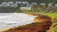Sargasum menutupi garis pantai di Frigate Bay, St. Kitts dan Nevis. Lebih dari 24 juta ton sargassum menyelimuti Atlantik pada Juni, memecahkan rekor sepanjang masa yang ditetapkan pada 2018, sebesar 20%. Cata itu dikeluarkan oleh Lab Oseanografi Optik Universitas South Florida.