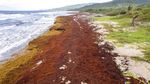 Pantai Ini Dipenuhi Rumput Laut dan Mencekik Karibia