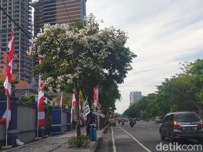 Bunga tabebuya di Jalan A Yani, Surabaya