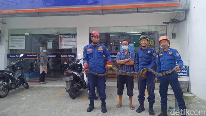 Damkar evakuasi ular sanca depan apotek di Depok (Dok Istimewa)