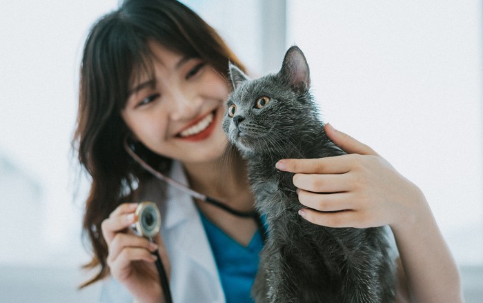 Ilustrasi kesehatan kucing
