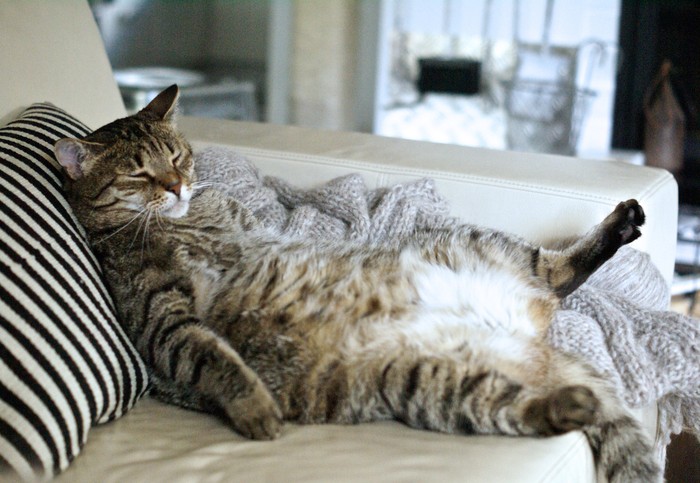Ilustrasi kucing tidur