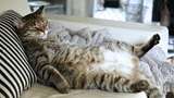 Mengapa Kucing Piaraan Harus di Dalam Rumah? Ini Alasannya