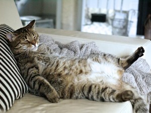 Mengapa Kucing Piaraan Harus di Dalam Rumah? Ini Alasannya
