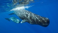 (GERMANY OUT) Sperm Whale Mother and Calf, Physeter macrocephalus, Caribbean Sea, Dominica  (Photo by Reinhard Dirscherl/ullstein bild via Getty Images)