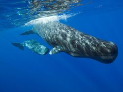Foto Aksi Paus Sperma Berenang di Lautan Bebas