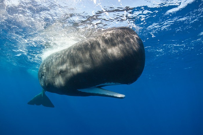(GERMANY OUT) Sperm Whale, Physeter macrocephalus, Caribbean Sea, Dominica  (Photo by Reinhard Dirscherl/ullstein bild via Getty Images)