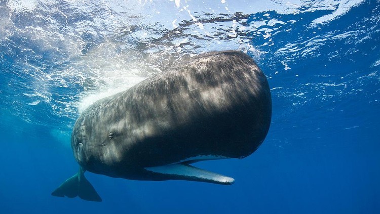 Ilustrasi Paus Sperma (GERMANY OUT) Sperm Whale, Physeter macrocephalus, Caribbean Sea, Dominica (Photo by Reinhard Dirscherl/ullstein bild via Getty Images)