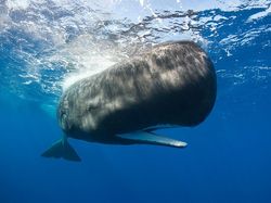 Foto Aksi Paus Sperma Berenang di Lautan Bebas