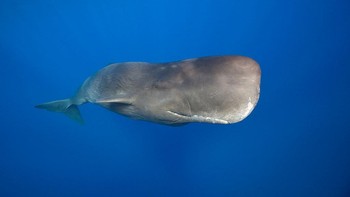 Paus Sperma kadang berenang sampai kedalaman 1.000-2.000 meter di bawah permukaan laut. Mereka bisa menyelam lebih dari 1 jam tanpa mengambil nafas. Foto: ullstein bild via Getty Images/ullstein bild
