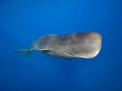 Foto Aksi Paus Sperma Berenang di Lautan Bebas