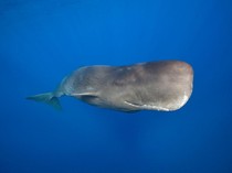 3 Hewan Mamalia Ini Bisa Tahan Napas Berjam-jam dalam Air