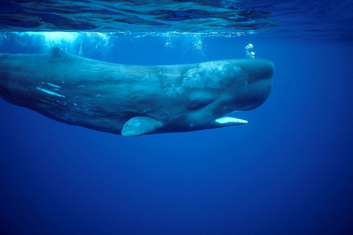 Sperm whale.Physeter macrocephalus.Photographed off the Azores Islands (Portugal). Atlantic Ocean. (Photo by: Francois Gohier/VW Pics/Universal Images Group via Getty Images)