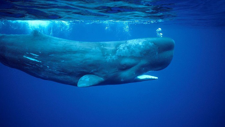 Sperm whale.Physeter macrocephalus.Photographed off the Azores Islands (Portugal). Atlantic Ocean. (Photo by: Francois Gohier/VW Pics/Universal Images Group via Getty Images)