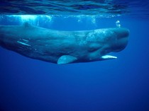 Kenapa Paus Bisa Menjadi Hewan Terbesar di Dunia?