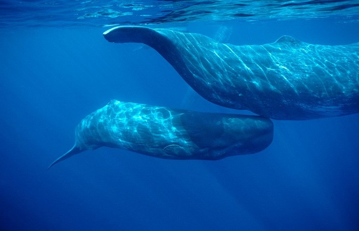 Sperm whale  .Physeter macrocephalus.Calf swimming under mother's tail.Azore Islands (Portugal), North Atlantic Ocean. (Photo by: Francois Gohier/VW Pics/Universal Images Group via Getty Images)