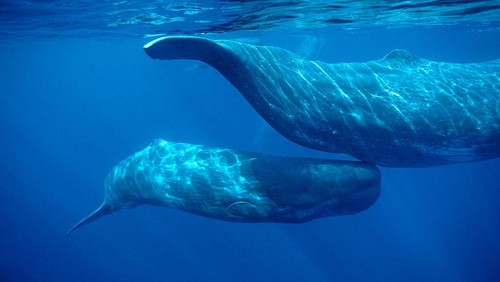 Sperm whale  .Physeter macrocephalus.Calf swimming under mothers tail.Azore Islands (Portugal), North Atlantic Ocean. (Photo by: Francois Gohier/VW Pics/Universal Images Group via Getty Images)