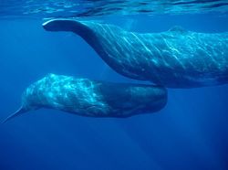 Foto Aksi Paus Sperma Berenang di Lautan Bebas