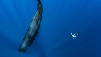 Paus Sperma jantan bisa mencapai panjang 18 meter. Ini adalah karnivora terbesar di dunia. Bandingkan ukurannya dengan penyelam manusia ini. Foto: Getty Images/Alexis Rosenfeld