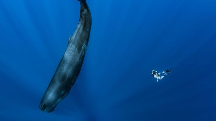 MAURITIUS ISLAND - INDIAN OCEAN - NOVEMBER 16 : A sperm whales in the sleeping phase approached by an freediver, on November 16, 2011 in Mauritius Island, Indian Ocean. The sperm whale (Physeter macrocephalus) is an odontocete, a toothed cetacean. It frequents all the oceans and a majority of the worlds seas. Only males venture into the cold waters of the Arctic and Antarctic. The male can reach more than 18 metres in length. Hes the greatest carnivore in the world. Sperm whales can live up to 70 years. They feed on squid and hunt in pits between 300 and 800 metres but sometimes between 1000 and 2000 metres. Their dives can last more than an hour. The head of the sperm whale represents about one third of the body. On the other hand, their eyes are very small. (Photo by Alexis Rosenfeld/Getty Images).