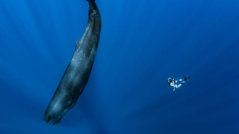 MAURITIUS ISLAND - INDIAN OCEAN - NOVEMBER 16 : A sperm whales in the sleeping phase approached by an freediver, on November 16, 2011 in Mauritius Island, Indian Ocean. The sperm whale (Physeter macrocephalus) is an odontocete, a toothed cetacean. It frequents all the oceans and a majority of the world's seas. Only males venture into the cold waters of the Arctic and Antarctic. The male can reach more than 18 metres in length. He's the greatest carnivore in the world. Sperm whales can live up to 70 years. They feed on squid and hunt in pits between 300 and 800 metres but sometimes between 1000 and 2000 metres. Their dives can last more than an hour. The head of the sperm whale represents about one third of the body. On the other hand, their eyes are very small. (Photo by Alexis Rosenfeld/Getty Images).