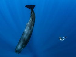 Foto Aksi Paus Sperma Berenang di Lautan Bebas