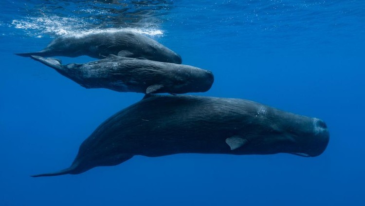MAURITIUS ISLAND - INDIAN OCEAN - NOVEMBER 10 : A sperm whale and two young ones swimming under the surface, on November 10, 2011 in Mauritius Island, Indian Ocean. The sperm whale (Physeter macrocephalus) is an odontocete, a toothed cetacean. It frequents all the oceans and a majority of the worlds seas. Only males venture into the cold waters of the Arctic and Antarctic. The male can reach more than 18 metres in length. Hes the greatest carnivore in the world. Sperm whales can live up to 70 years. They feed on squid and hunt in pits between 300 and 800 metres but sometimes between 1000 and 2000 metres. Their dives can last more than an hour. The head of the sperm whale represents about one third of the body. On the other hand, their eyes are very small. (Photo by Alexis Rosenfeld/Getty Images).