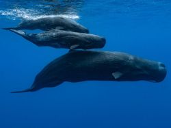 Foto Aksi Paus Sperma Berenang di Lautan Bebas