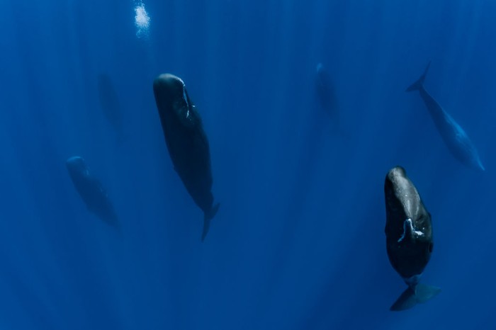 MAURITIUS ISLAND - INDIAN OCEAN - NOVEMBER 16 : A group of sperm whales in the sleeping phase in a position called candle, on November16, 2011 in Mauritius Island, Indian Ocean. The sperm whale (Physeter macrocephalus) is an odontocete, a toothed cetacean. It frequents all the oceans and a majority of the worlds seas. Only males venture into the cold waters of the Arctic and Antarctic. The male can reach more than 18 metres in length. Hes the greatest carnivore in the world. Sperm whales can live up to 70 years. They feed on squid and hunt in pits between 300 and 800 metres but sometimes between 1000 and 2000 metres. Their dives can last more than an hour. The head of the sperm whale represents about one third of the body. On the other hand, their eyes are very small. (Photo by Alexis Rosenfeld/Getty Images).